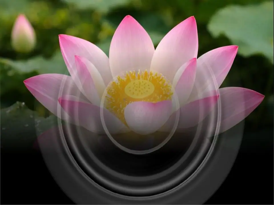 Free 741Hz Converter